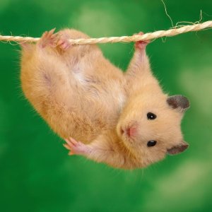 Hamster\ wallpaper
