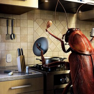 Insect Cooking\ wallpaper