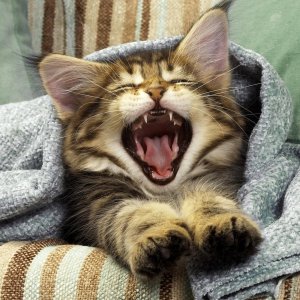 Kitten Yawns\ wallpaper