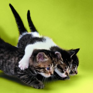 Kittens\ wallpaper
