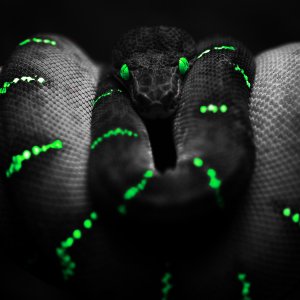 Snake\ wallpaper