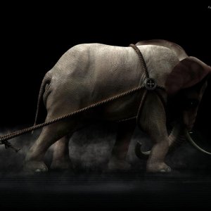 Strong Elephant\ wallpaper